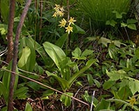 Blue-Bead Lily